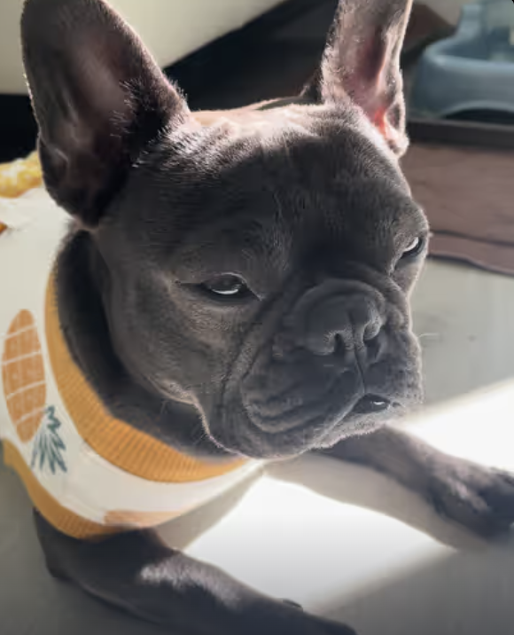 Frenchie’s First Female Quite Days !!!